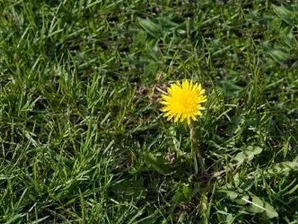 lawn and turf contracting new zealand waikato dandelion