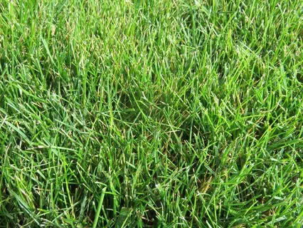 lawn and turf contracting new zealand waikato types of lawn fine fescue