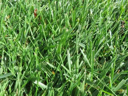 lawn and turf contracting new zealand waikato types of lawn tall fescue