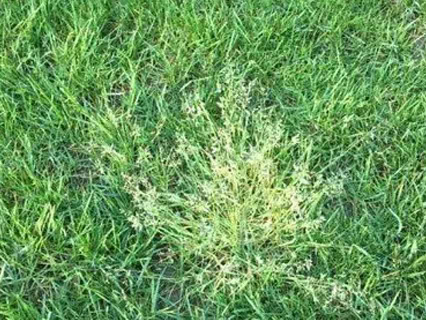 lawn and turf contracting new zealand waikato types ofweeds annual poa