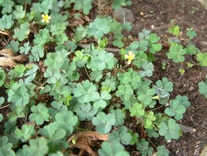 lawn and turf contracting new zealand waikato types ofweeds horned oxalis 1