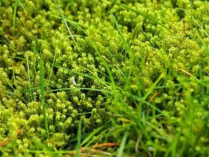 lawn and turf contracting new zealand waikato types ofweeds moss