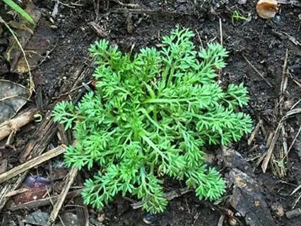 lawn and turf contracting new zealand waikato types ofweeds onehunga