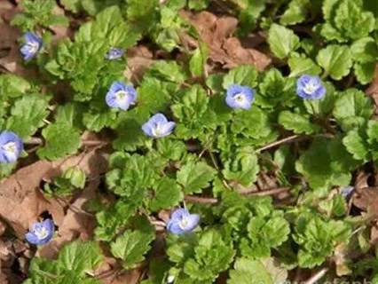 lawn and turf contracting new zealand waikato types ofweeds scrambling speedwell