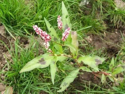 lawn and turf contracting new zealand waikato types ofweeds willow