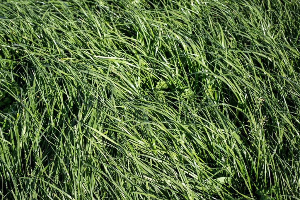 Lawn and Turf - establishing a fine fescue lawn - considerations and best practices