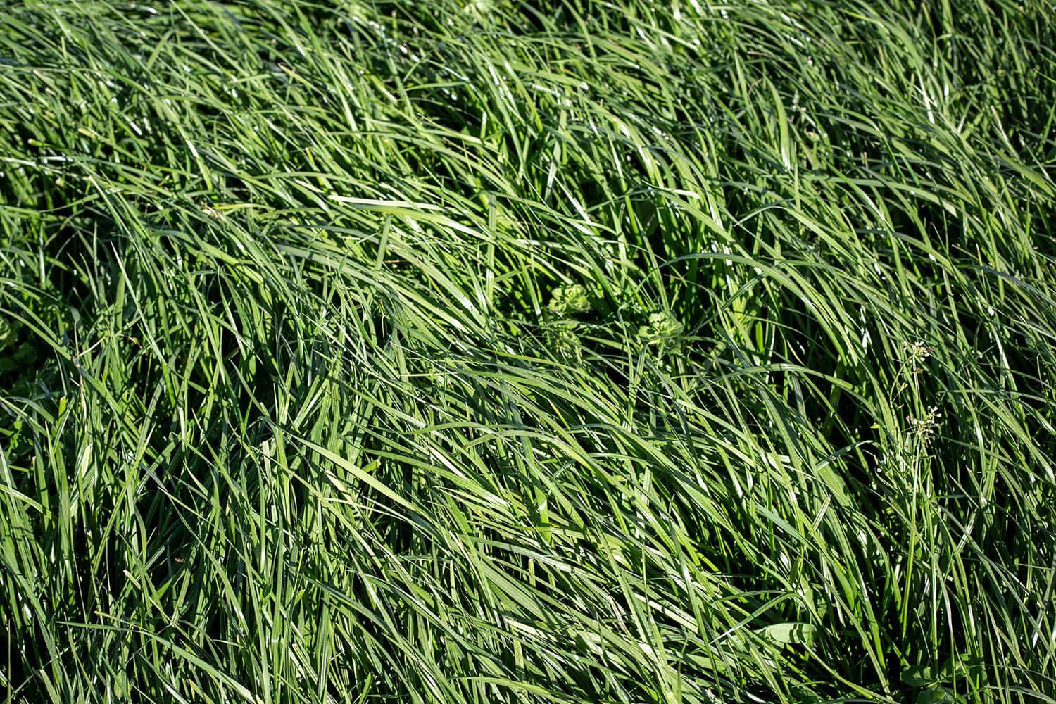 Lawn and Turf - establishing a fine fescue lawn - considerations and best practices